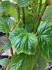 begonia Tim Anderson begonia Tim Anderson