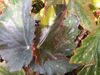 Begonia Tar Baby Begonia Tar Baby