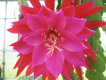 Epiphyllum