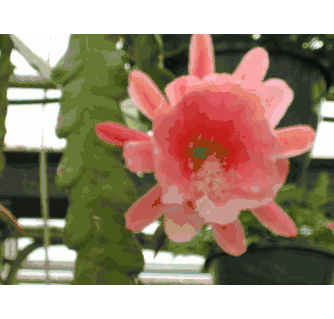 calathea rose crimson Calathea Rose Crimson