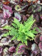 Nephrolepis exaltata Boston Fern