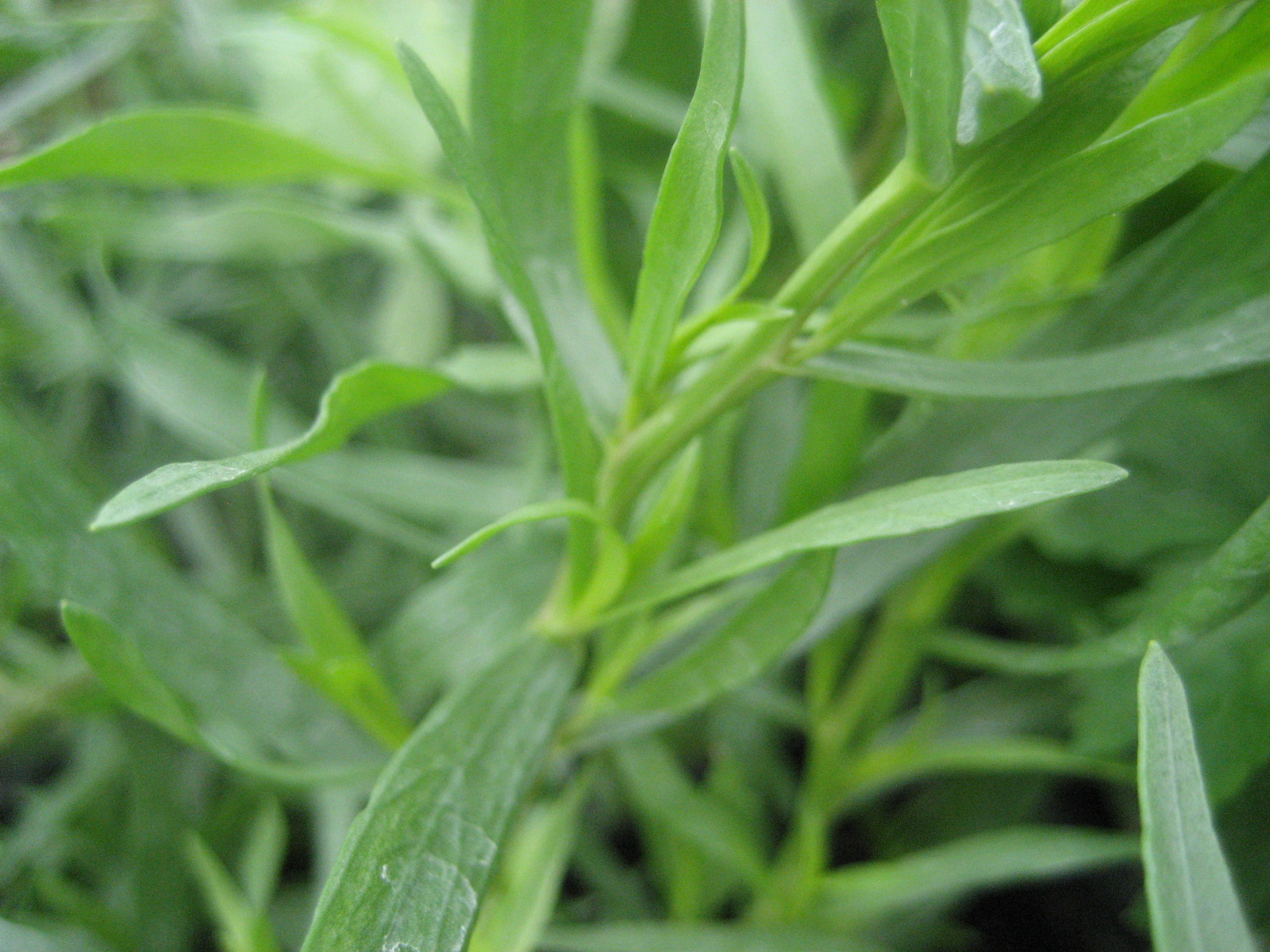 French Tarragon