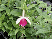 Fuchsia Cara Mia