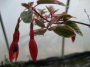 Fuchsia Tom West