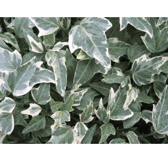English Ivy (Hedera Helix) 'Adam's Choice'