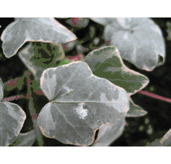 English Ivy (Hedera Helix) 'Variegated Glacier'