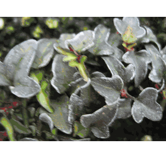 English Ivy (Hedera Helix) 'Gnome'