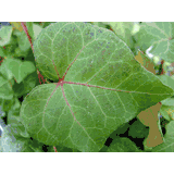Ivy (Hedera)
