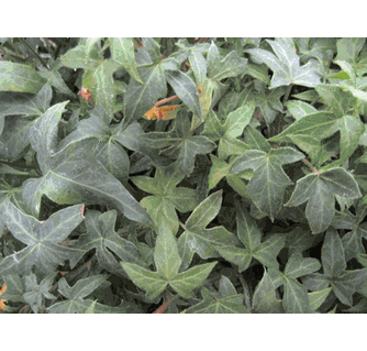 English Ivy (Hedera Helix) 'Ritterkreuz'