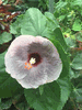 Hibiscus Sparkly Water Hibiscus Sparkly Water