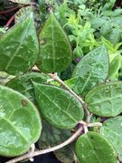 Hoya parasitica 'Black Margin'