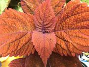 Coleus Inferno