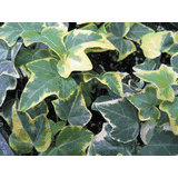Ivy (Hedera)