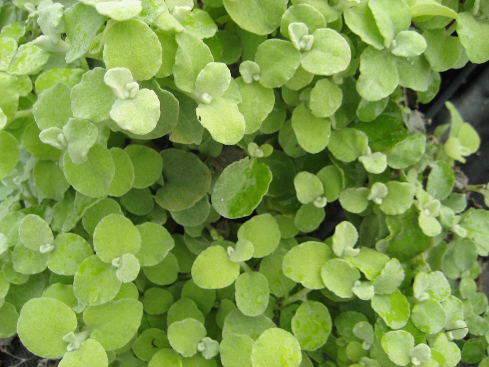 Licorice Vine Helichrysum Gold
