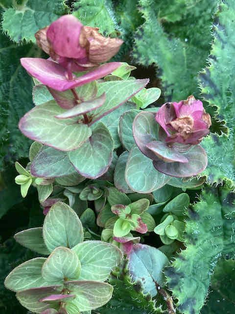 Ornamental Oregano 'Kiragami'