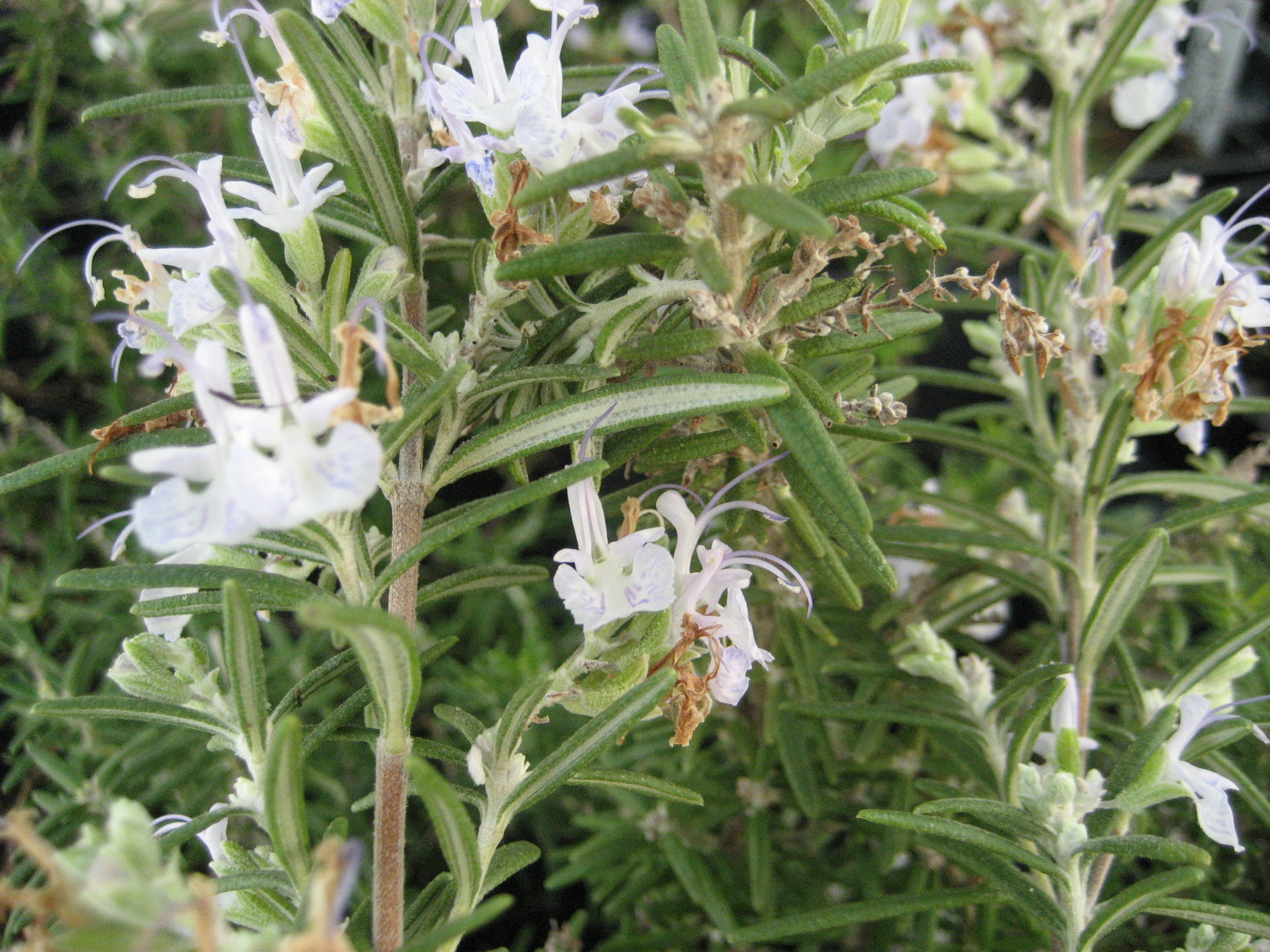 Rosemary officinalis 'Arp'