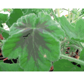 Scented Geranium Chocolate Mint (pelargonium cv.)