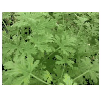 Scented Geranium Mosquito Plant