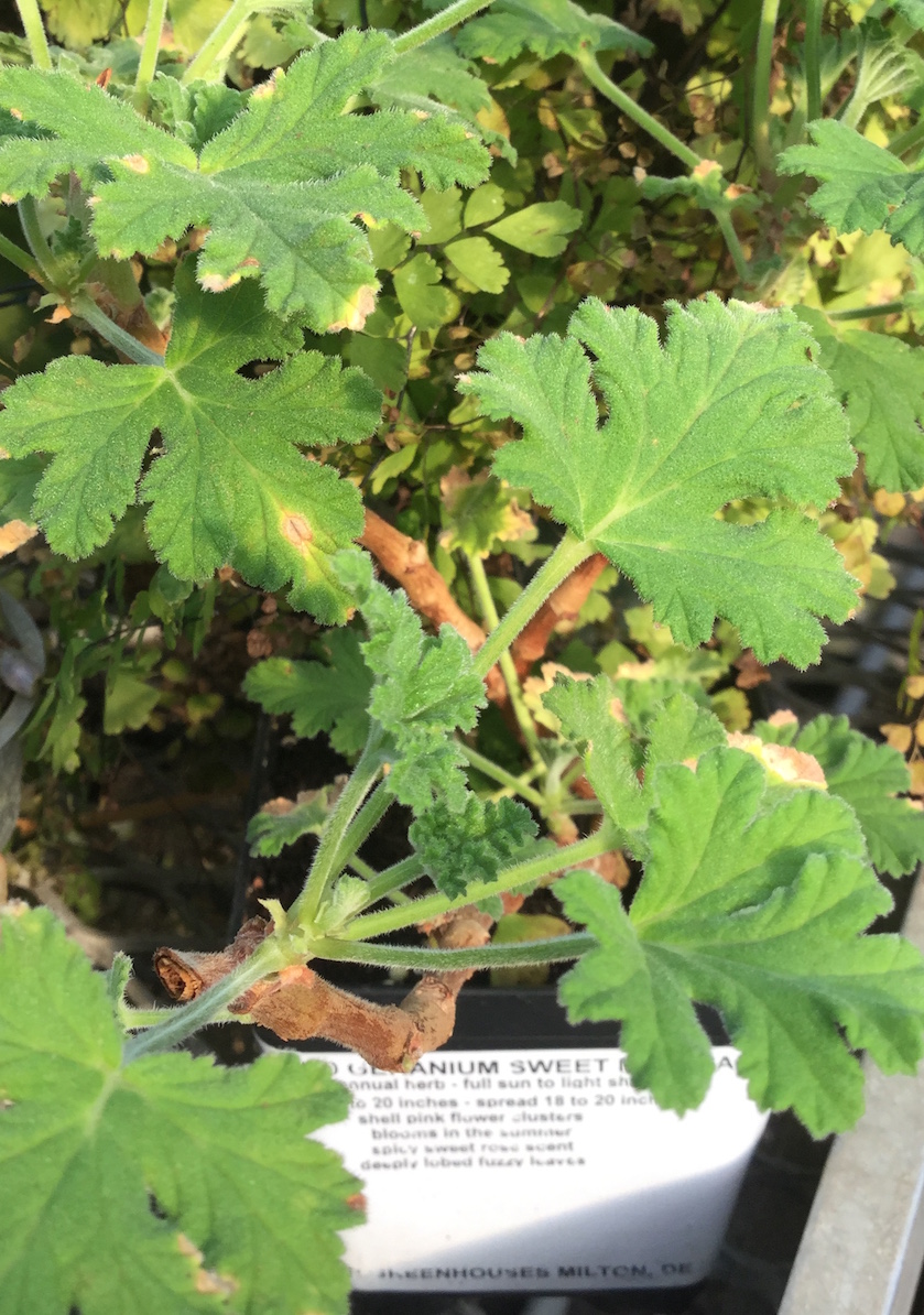 Scented Geranium Sweet Mimosa