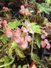 Begonia Butterscotch Begonia Butterscotch