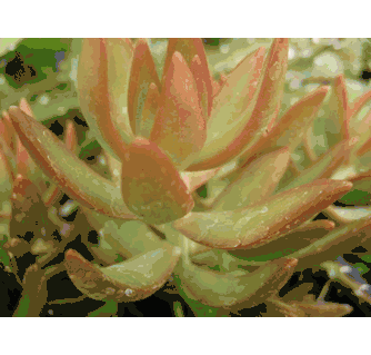 Sedum adolphii 'Firestorm'
