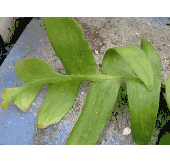 Selenicereus chrysocardium (fern leaf)