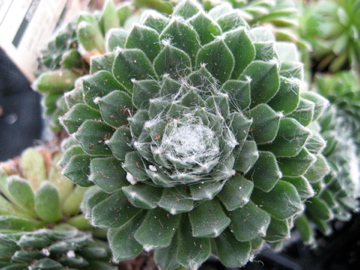 Sempervivum