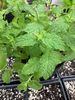 Strawberry Mint Strawberry Mint