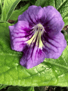 Streptocarpus 'Bristol's Smelly Cat'