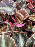 Begonia cleopatrae
