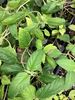 Lippia Dulcis Aztec Sweetloaf Lippia Dulcis Aztec Sweetloaf