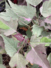 Sweet Potato Vine 'Pink, White, and Green'