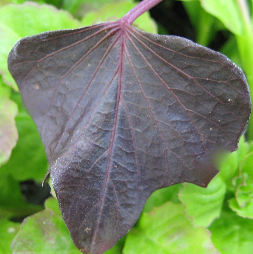 Sweet Potato Vine 'Rusty Maple Leaf'
