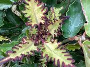 Coleus Macaw