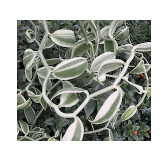 chamaedorea elegans variegata Variegated Chamaedorea Elegans Small main image 1