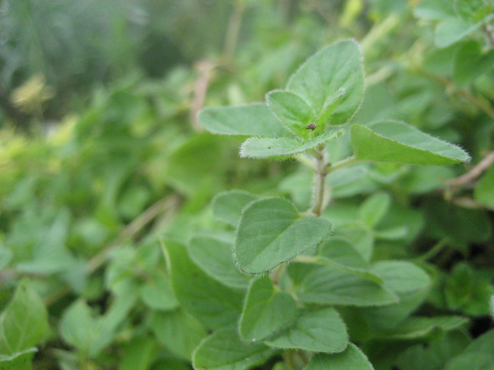 Wild Marjoram