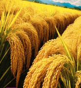 Agricultural <br>  Adjuvants 