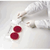 Anaerobe Container System<br> Sachets with Indicator, 20/cs <br> BD 260678 Anaerobe Container System<br> Sachets with Indicator, 20/cs <br> BD 260678