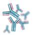 Anti-ATOH1 , <br> Polyclonal,<br>  Abnova H00000474-B01