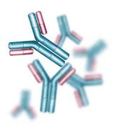 Anti-TNF, PE-Cy*7 <br> Clone: MAb11, 25 Tests <br> BD Biosciences BDB560923