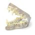 Canine Dental Model <br> Columbia Dentoform 1DGD