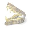 Canine Dental Model <br> Columbia Dentoform 1DGD
