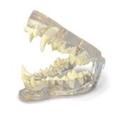 Canine Dental Model <br> Columbia Dentoform 1DGD