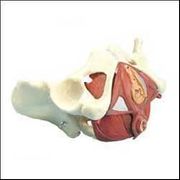 Composite Pelvis and Pelvic Floor <BR> ANATOMICAL MODEL
