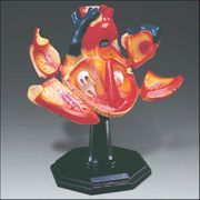 Danny Smith Heart <BR> ANATOMICAL Model
