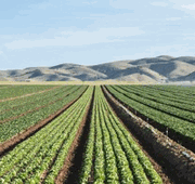 DILIGENCE-EA <br> 1 Gallon <br> Wilbur-Ellis 249914