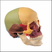 Disarticulated Colored Skull <BR> ANATOMICAL MODEL