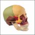 Disarticulated Colored Skull <BR> ANATOMICAL MODEL
