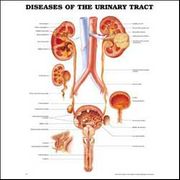 Diseases of the Urinary Tract <br> Anatomical Chart