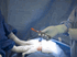 Disposable Safety Scalpel Sterile<br> #4 Handle , 48/Case <br> Ansell  2220-N